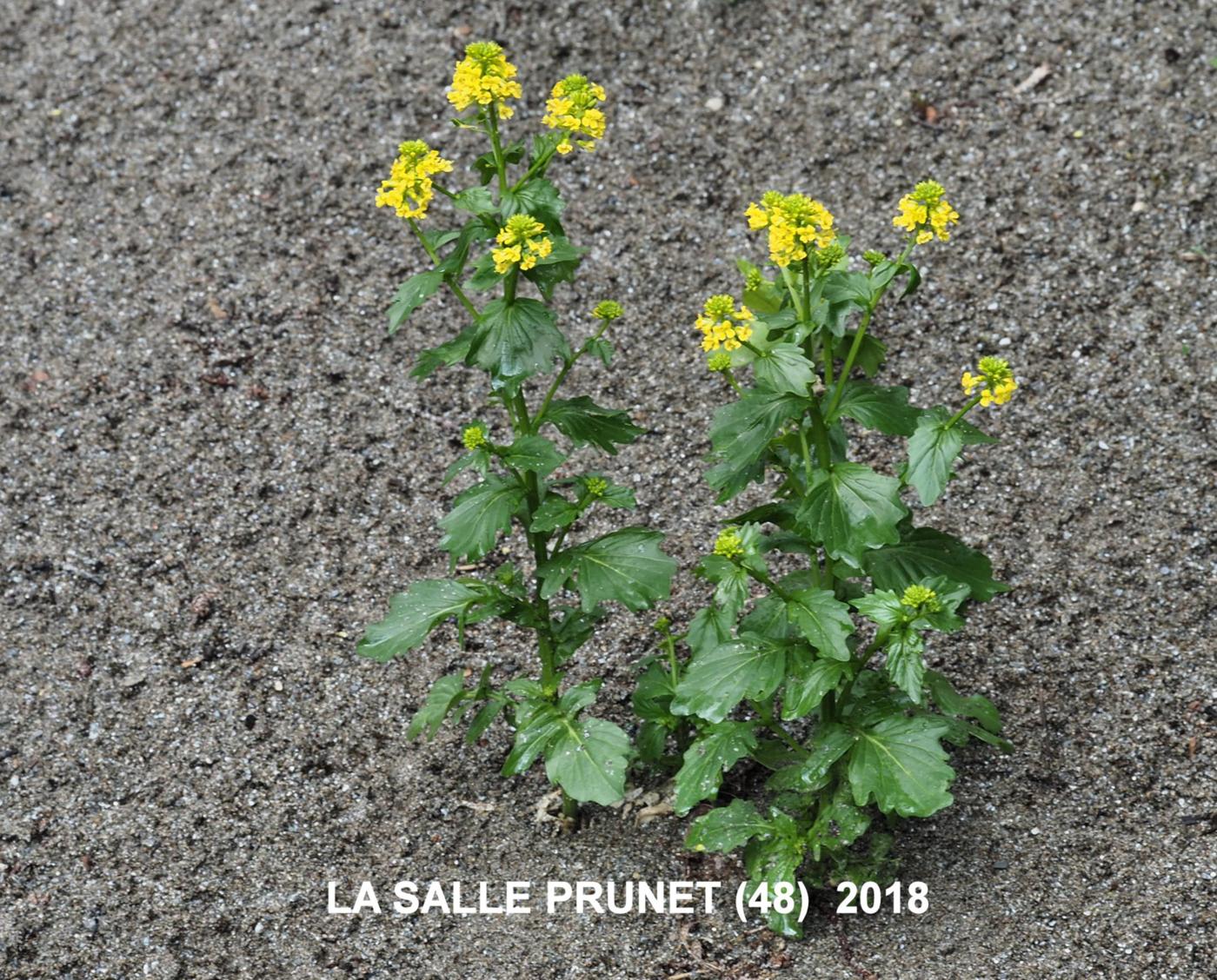 Winter Cress plant